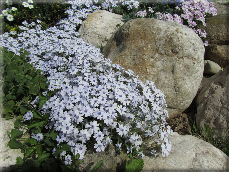 foto Paesaggi Collinari in Primavera